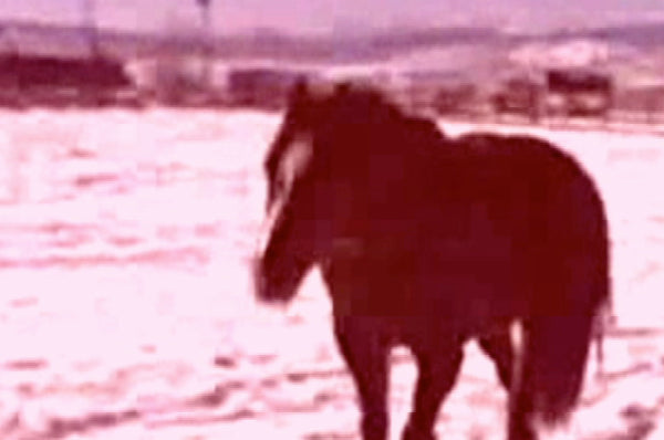 HORSES (AFTER PATTI SMITH