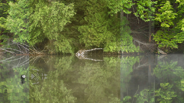 LA MÉDUSE DU LAC